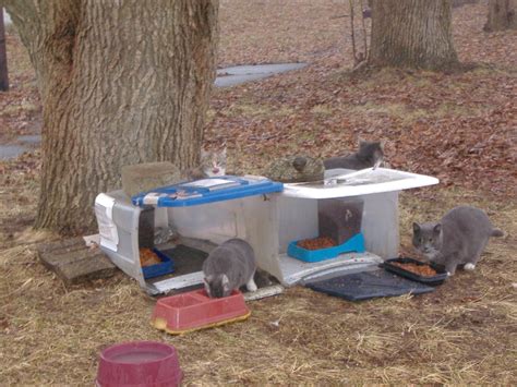 Feral Cat Winter Feeding Station Wanetta Cottrell
