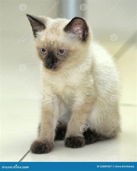 Charming Siamese Kitten Stock Image Image Of Curious 32889457