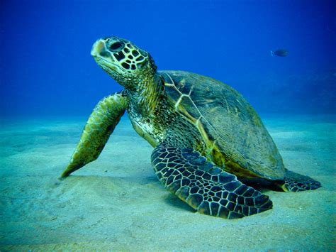 Protecting Sea Turtles Key West Aquarium