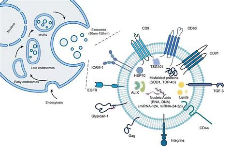Frontiers Exosomal Proteins And Mirnas As Mediators Of Amyotrophic