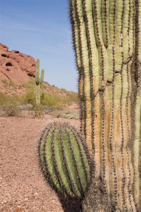 Arizona Desert Landscape Red Rocks Cactus Arid Landscape Stock Photo