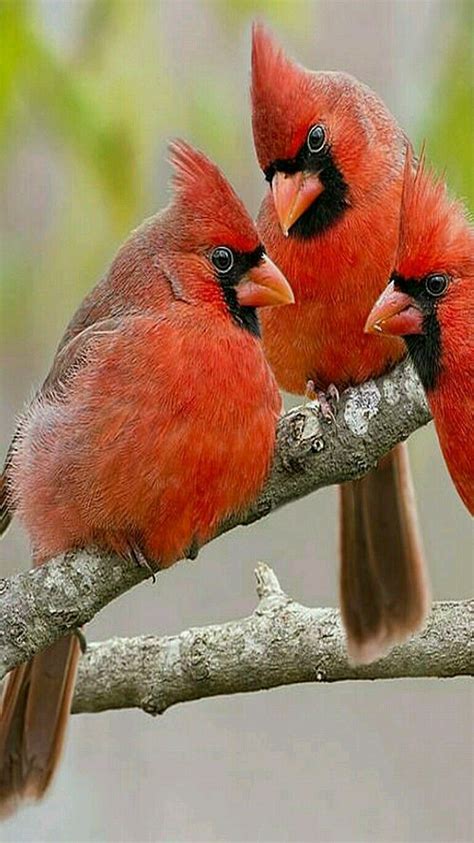 Magnificent Trio Of Northern Cardinals By Bonnie Barry Beautiful