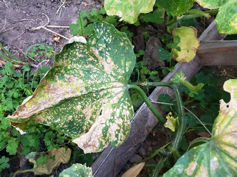 Diseases Why Are Cucumber Leaves Turning Yellow And White And Dying