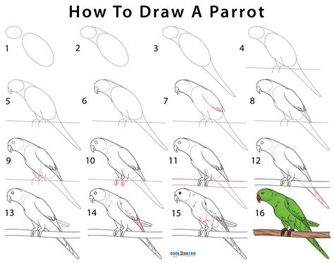 How to draw a swan step by step. How To Draw a Parrot (Step by Step Pictures)
