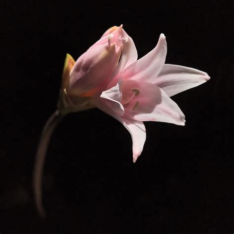 pink naked lady belladonna lily flowers amaryllis sp… flickr