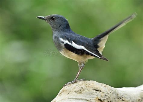 Beautiful Long Tail Grey Bird Wagging Tail In The Nature Female Stock