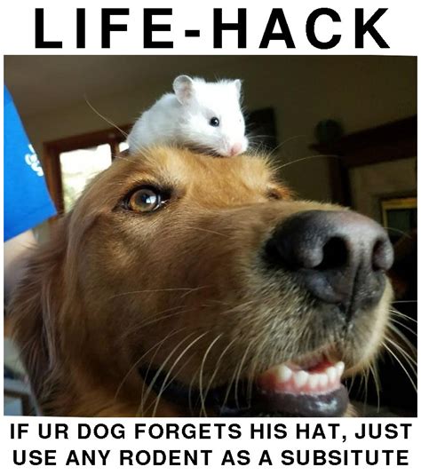 Pssst Hey You Want Memes Dog Hat Life Hack Just Use
