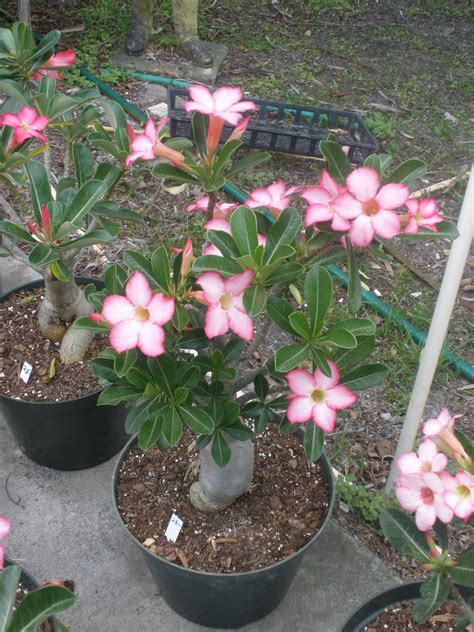 Sale Rare And Exotic Pink Adenium Obesum Desert Rose Live Plant