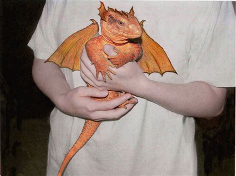 Épinglé Par Brittney Trevisan Sur Here Be Dragons Dragons Dragon Amis