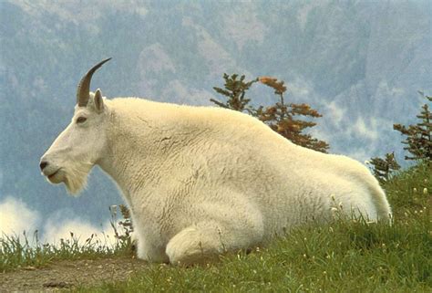 Rocky Mountain Goat Iseegh