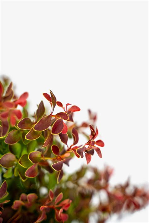 Admiration Japanese Barberry Shrubs For Sale Online The Tree Center