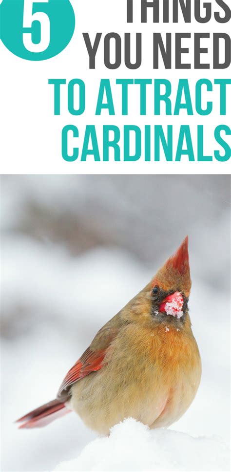 Do You Want To Know How To Attract Cardinals To Your Yard Or Garden