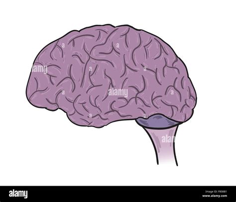 Human Brain Cartoon Hi Res Stock Photography And Images Alamy