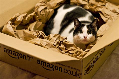 Monthly cat subscription box of cat toys, cat treats, and cat gifts | kitnipbox. 18 Cats That Can't Resist Lounging In Amazon Boxes ...