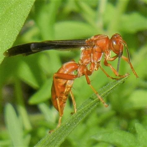 Fine Backed Red Paper Wasp Polistes Carolina · Inaturalist