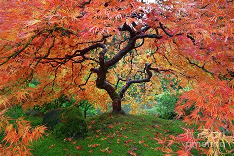 Laceleaf Maple At Portland Japanese Garden With Autumn Foliage