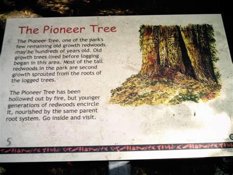 Pioneer Tree A Description Of The Pioneer Tree Which Has A Flickr
