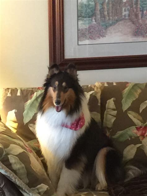 How Much Does Petsmart Charge To Clip Dog Nails - Nail Ftempo