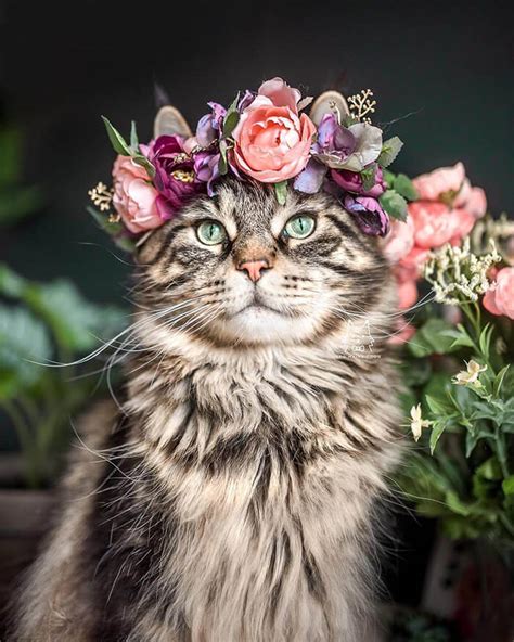 Orange cat hates flowers and says nononono_6214_. Beautiful Flower Crowns for Your Cat | Design Swan