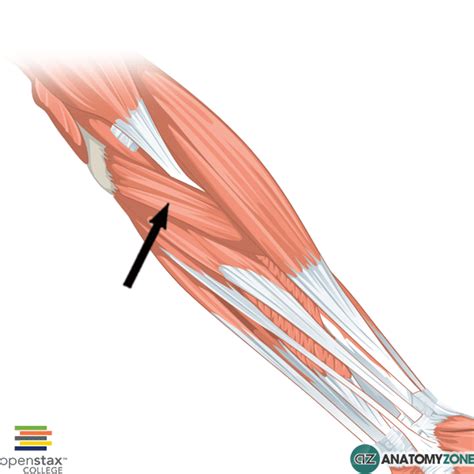 Pronator Teres • Muscular Musculoskeletal • Anatomyzone