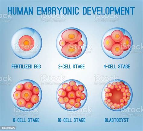 Embryo Development Stock Illustration Download Image Now Istock