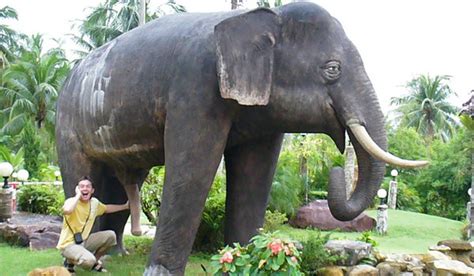 Животрепещущие факты какой размер полового члена у слона и других