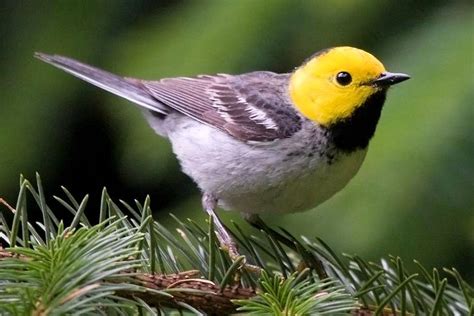 30 Top Oregon Birds