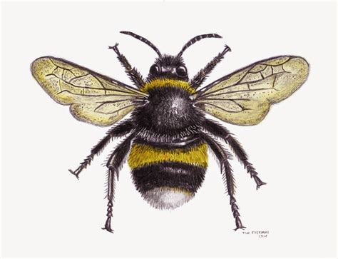 Bumble Bee Scientific Drawing At Getdrawings Free Download