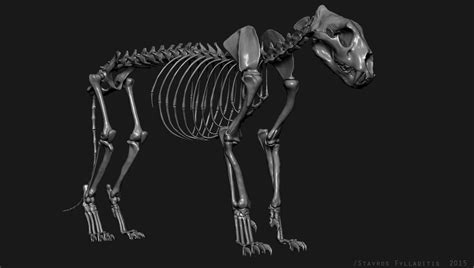 Anatomy is the science that studies the structure of the body. Lioness | Lioness, Animals, Animal anatomy