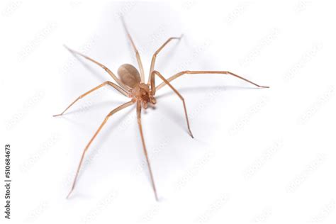 Closeup Picture Of A Male Of The Mediterranean Recluse Spider