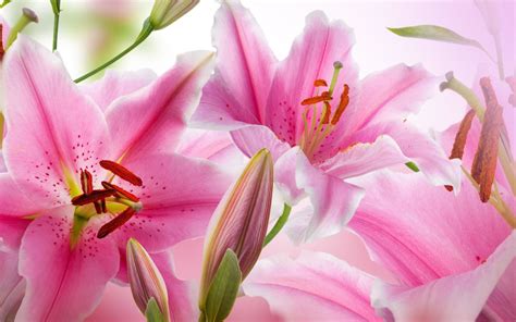 Lilies Flowers Wallpapers Water Lily Wallpapers Wallpaper Cave