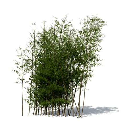 Bamboo Png Transparent Image Download Size 800x800px