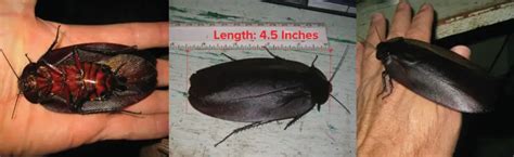 Who Has The Worlds Biggest Cockroach