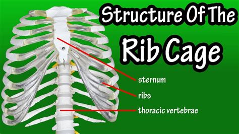 Rib Anatomy Numbers Free Hot Nude Porn Pic Gallery