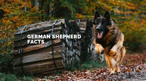 22 Intriguing And Amazing Facts About German Shepherds