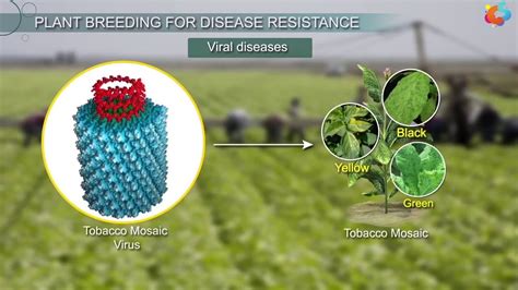 Plant Breeding For Disease Resistance Youtube