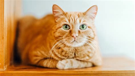 Orange Tabby Cat Facts That May Surprise You Petsradar