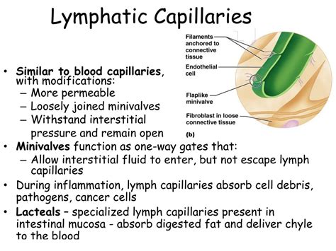 PPT - Lymphatic System: Overview PowerPoint Presentation, free download
