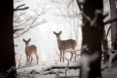Mother And Baby Deer Stock Photo Download Image Now Istock