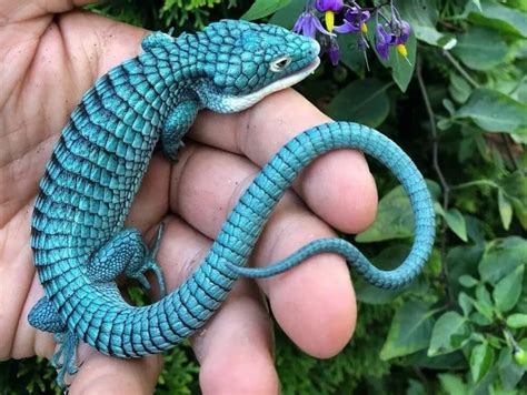 Pin De Mar Mad Em Largato Lagarto O Lagarto Cobra De Estimação