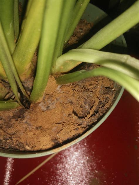 Are the dark green leaves of your peace lily plant starting to turn a concerning shade of yellow and brown? Ask a Question forum: Help! 4" peace lily leaves turning ...