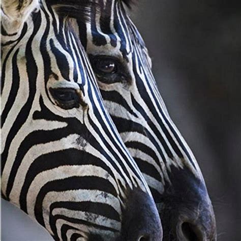 Zebras Faces Zebras Animals Beautiful Animals