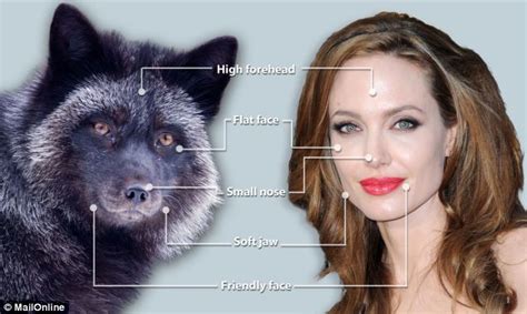 Angelina Really Is A Foxy Lady Scientists Discover That Silver Foxes