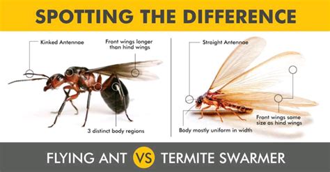 Share About Flying Ants Australia Best NEC