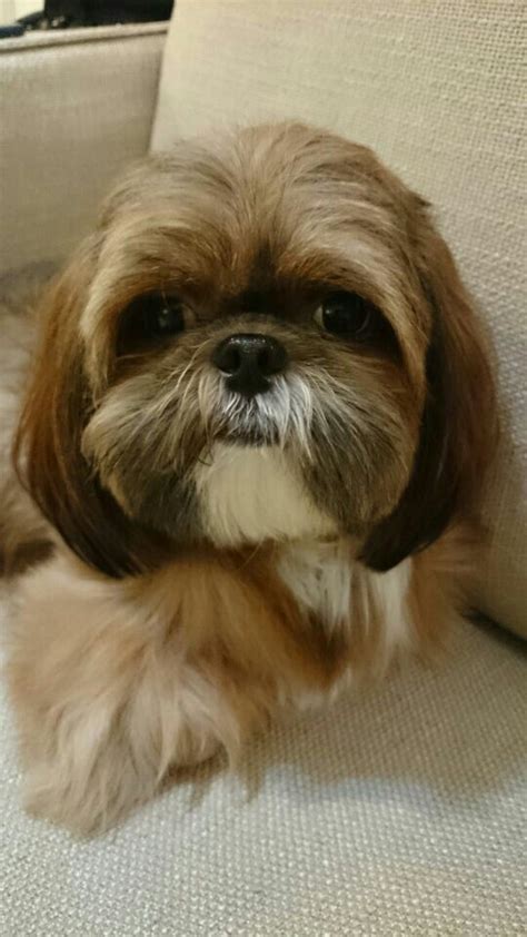 Do it yourself dog wash. 17 Best images about grooming shih tzu & havanes on Pinterest | Korean style, Pets and Puppys