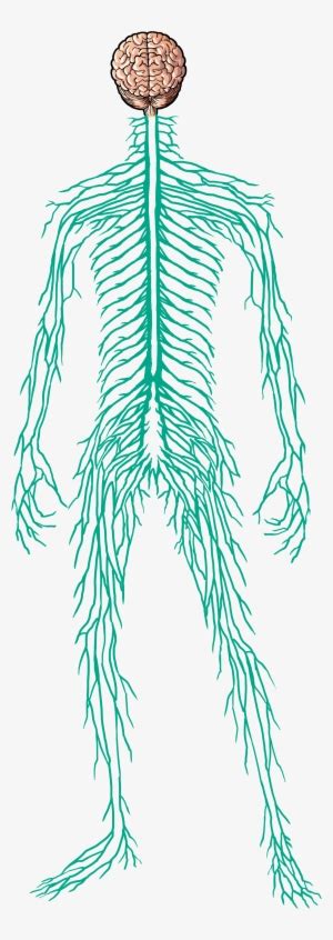 The nervous system enables humans to react to their surroundings and to coordinate their behaviour. Nervous System Diagram Unlabeled ...