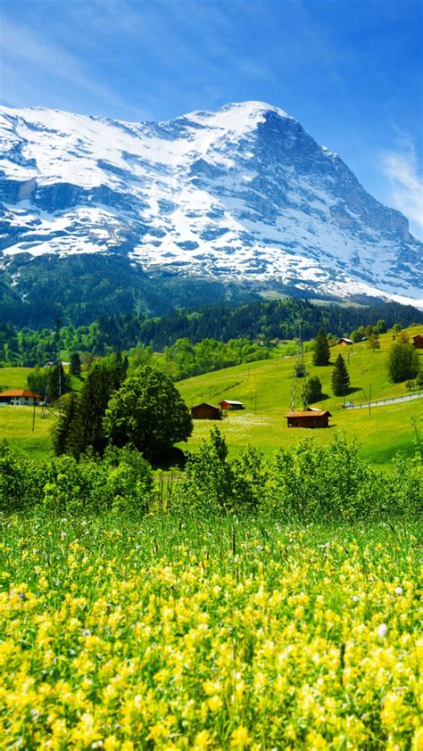 Обои Швейцария 5k 4k горы луга полевые цветы Switzerland 5k 4k