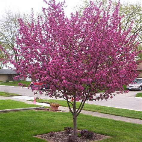 Best Ornamental Trees For Southeastern Pa Gardens