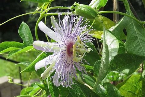 Native Passion Vine Blooming In East Texas Flowering Vines Passion