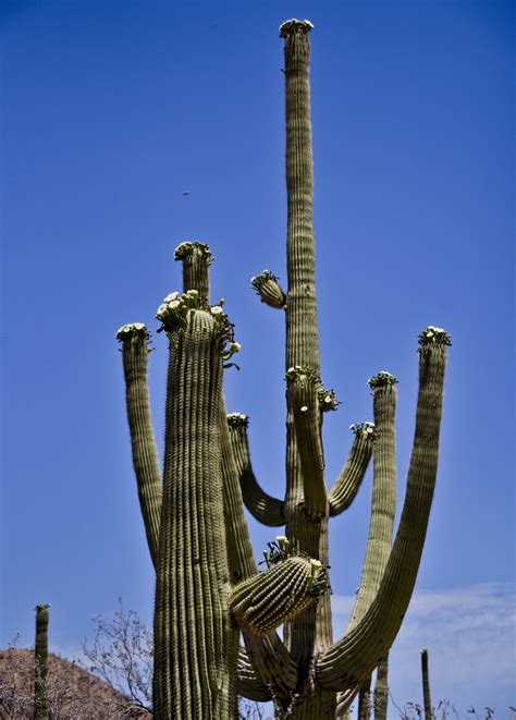 Saguaro Cactus Bloom Free Stock Photo Public Domain Pictures